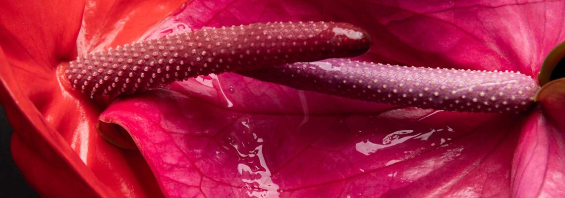 The metaphor of human body